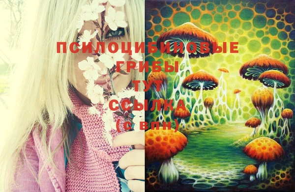 ПСИЛОЦИБИНОВЫЕ ГРИБЫ Гусев